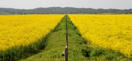 Southern Oil Promotes Canola Oil as the Ultimate Choice for Health-Conscious Consumers