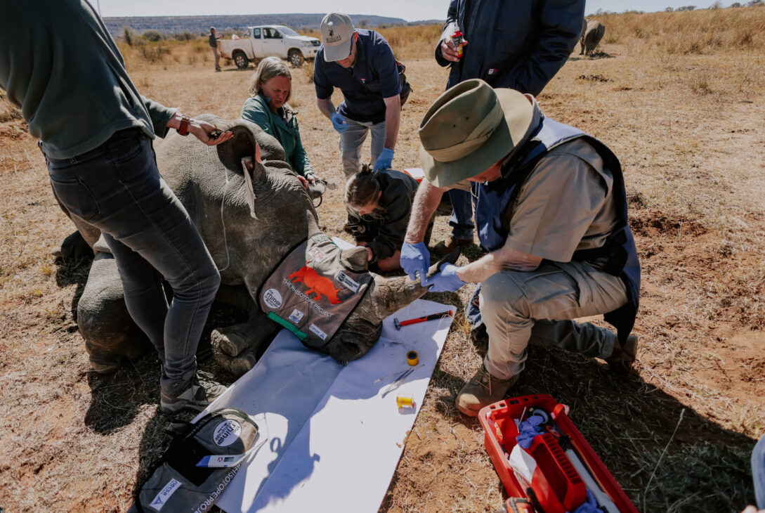 WITS RHISOTOPE PROJECT GOES LIVE